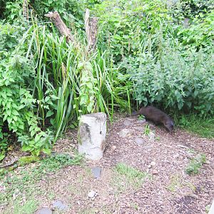 Marsh mongoose (maybe)