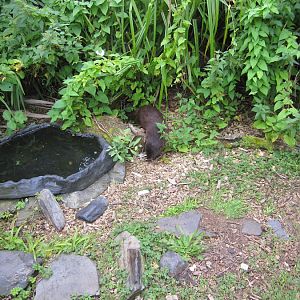 Marsh mongoose (maybe)