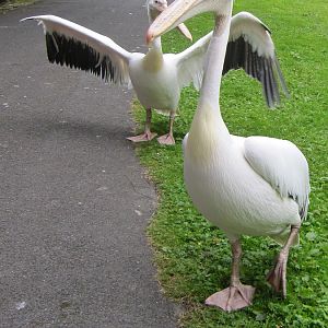 Very friendly pelicans