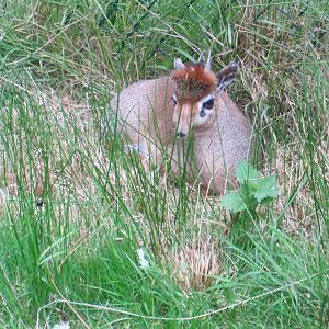Dik-dik