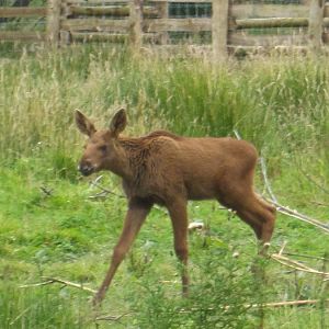 Young elk