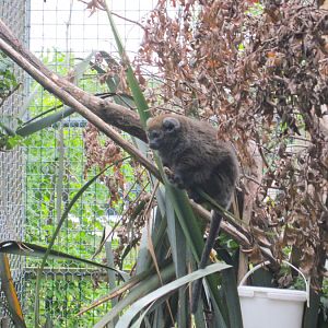 Gentle lemur