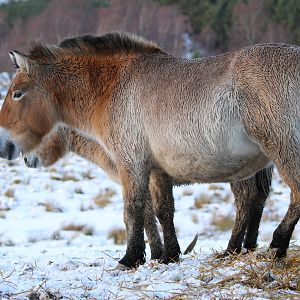 Needing That Winter Coat Now (2)