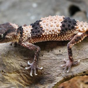 Banded rough knobtail gecko