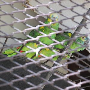 blue fronted amazon parrot mendoza zoo