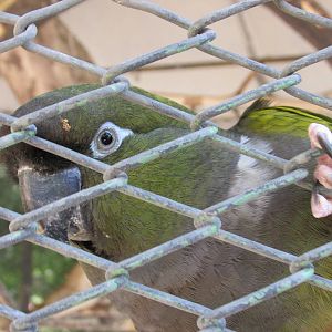 patagonian conure mendoza zoo