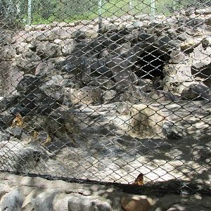 argentine gray fox mendoza zoo