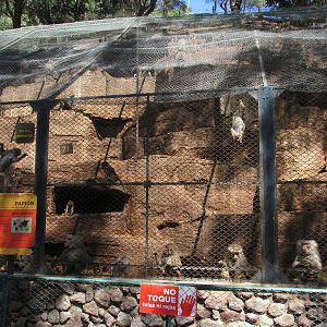 hamadryas baboon exhibit mendoza zoo