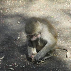hamadryas baboon  mendoza zoo