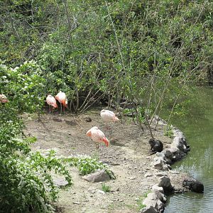 marsh exhibit mendoza zoo