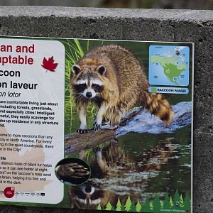 Raccoon Signage