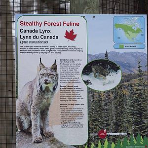 Canada Lynx Signage