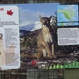 Cougar Signage