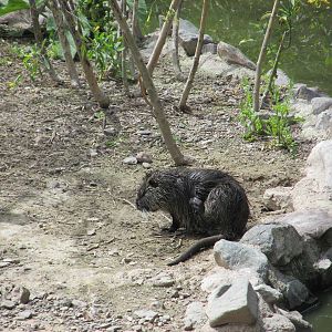 nutria mendoza zoo