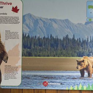 Grizzly Bear Signage 02