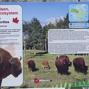 Wood Bison Signage