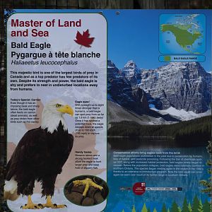 Bald Eagle Signage