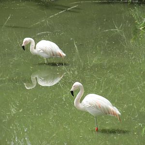 chilean flamingos mendoza zoo