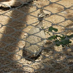 elegant crested tinamou mendoza zoo