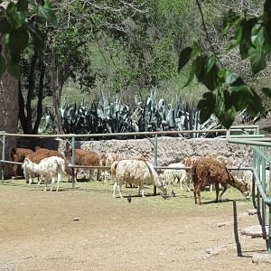llamas mendoza zoo