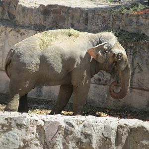 asian elephant mendoza zoo