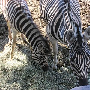burchell?s zebra mendoza zoo