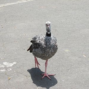 crested screamer BA zoo