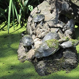 sliders and hilaires side necked turtles BA zoo