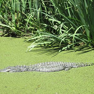 american alligator BA zoo
