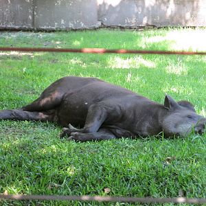 tapir BA zoo