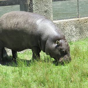 pygmy hippo BA zoo