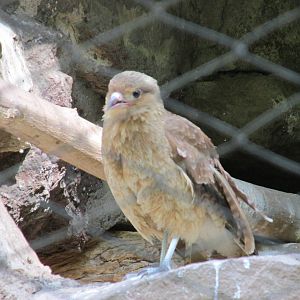 chimango caracara Mendoza zoo