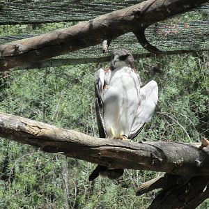 variable hawk mendoza zoo