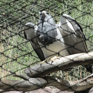 chilean blue eagle mendoza zoo