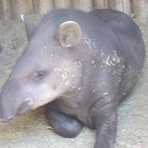 SA tapir mendoza zoo