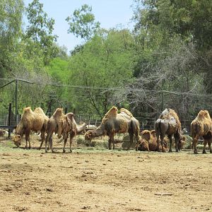 bactrian camel mendoza zoo