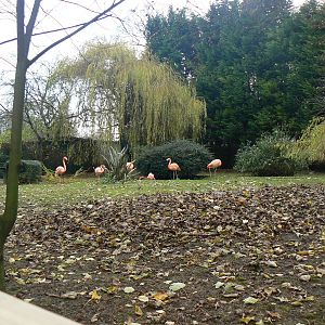 View of Flamingo Enclosure - 6 December 2015