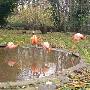 The Four New Flamingos - 6 December 2015