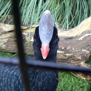Southern Helmeted Currasow - 6 December 2015