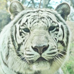 Dec. 2015 - Cat Canyon - White Tiger