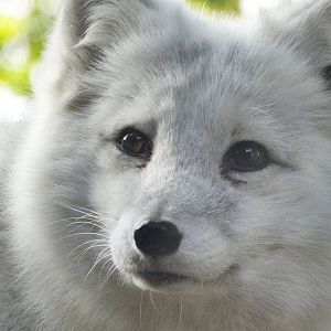 Dec. 2015 - Lords of the Arctic - Arctic Fox