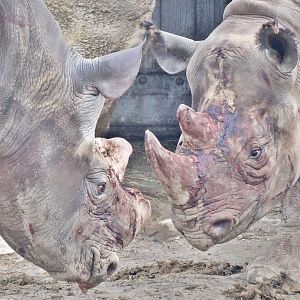 Dec. 2015 - Rhino Reserve - Kifaru and Seyia Outside for one of the First T