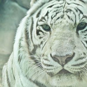 Dec. 2015 - Cat Canyon - White Tiger