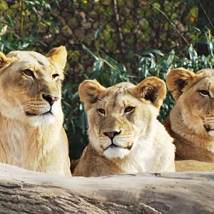 Dec. 2015 - Africa - Imani and Two of Her Daughters
