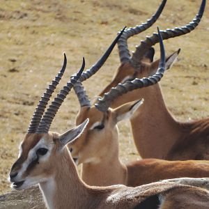 Dec. 2015 - Africa - Thomson's Gazelle + Impala