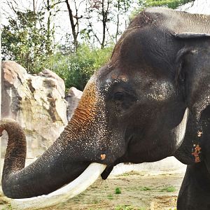 Dec. 2015 - Elephant Reserve - Sabu (3 Wires Photoshopped Out)