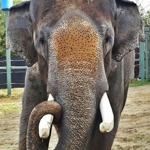 Dec. 2015 - Elephant Reserve - Sabu