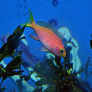 Resplendent Anthias (Pseudanthias pulcherimmus)
