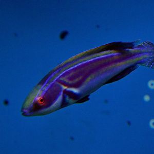 Labout's fairy wrasse (Cirrhilabrus laboutei)
