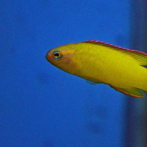 yellow assessor (Assessor flavissimus)